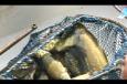 IMG 4465