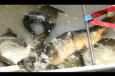 IMG 4471