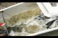 IMG 4481